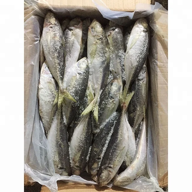  Замороженная Конская скумбрия 23 см + Land/Trachurus