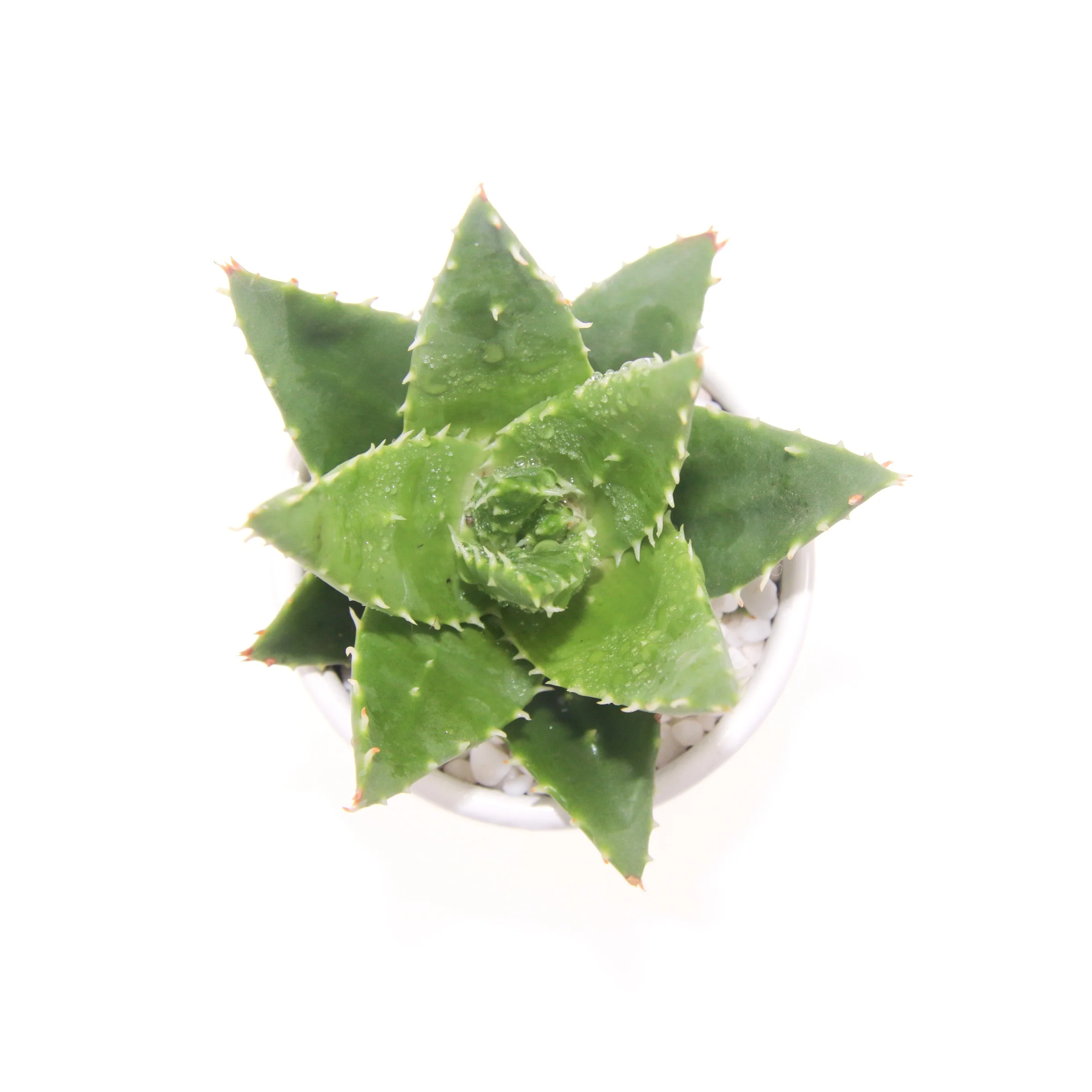 Лучшее качество и низкая цена суккуленты алоэ перфолиата L. Для продажи на рынке цветов