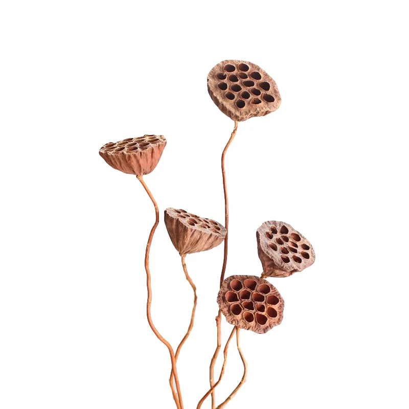 Without Seed Dried Lotus Flowers Decorative Flowers Artificial Flowers Living Room Dried Fruits