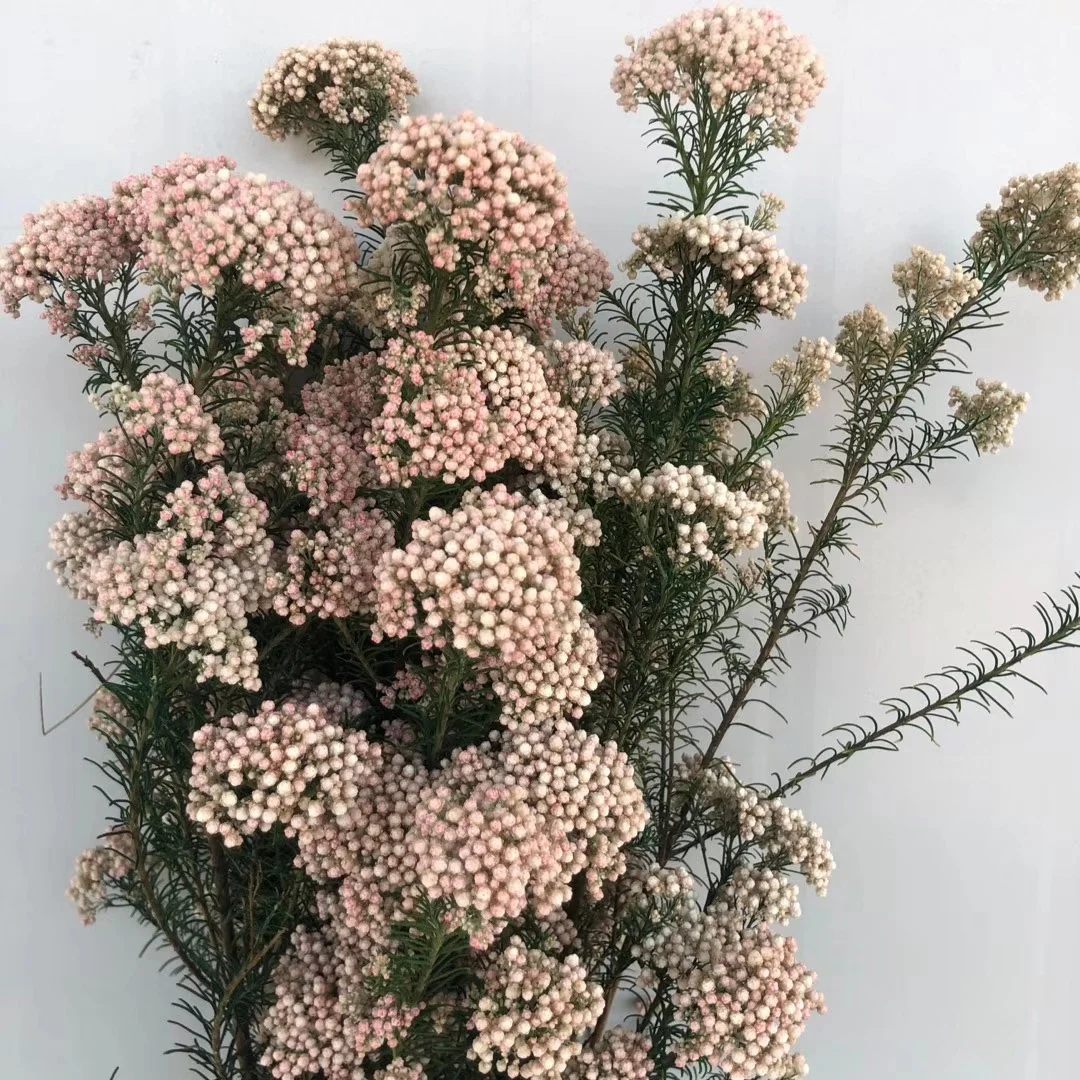 Dry Rice flower preserved millet flower bouquet wholesale