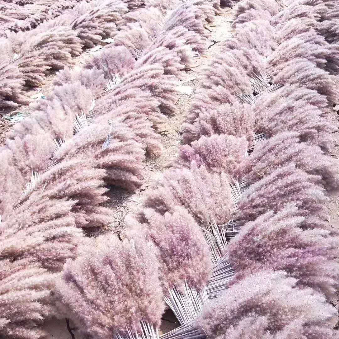 customized 35pcs/bag Natural Dried Flower Pampas Grass for Wedding Decorative Flowers & Wreaths
