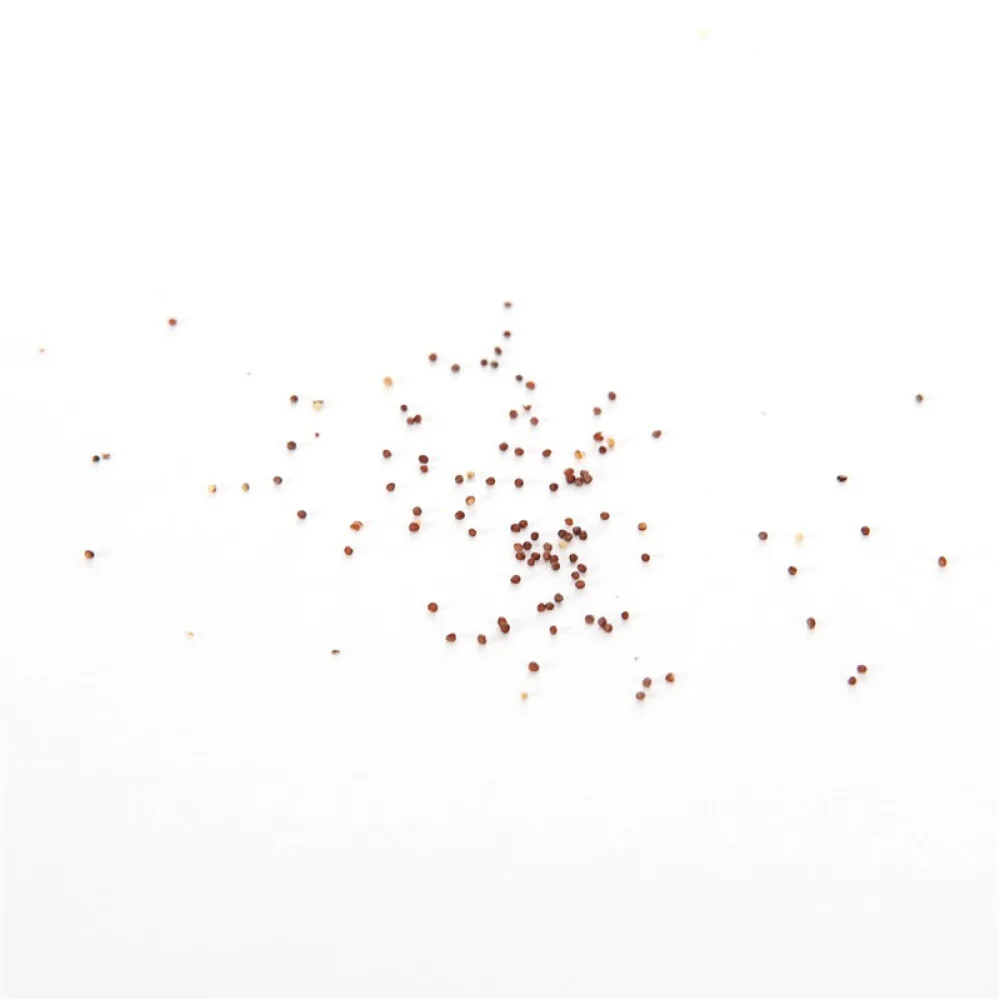 
Good Quality Flower Seeds From China Pink Purple Petunia Seed 