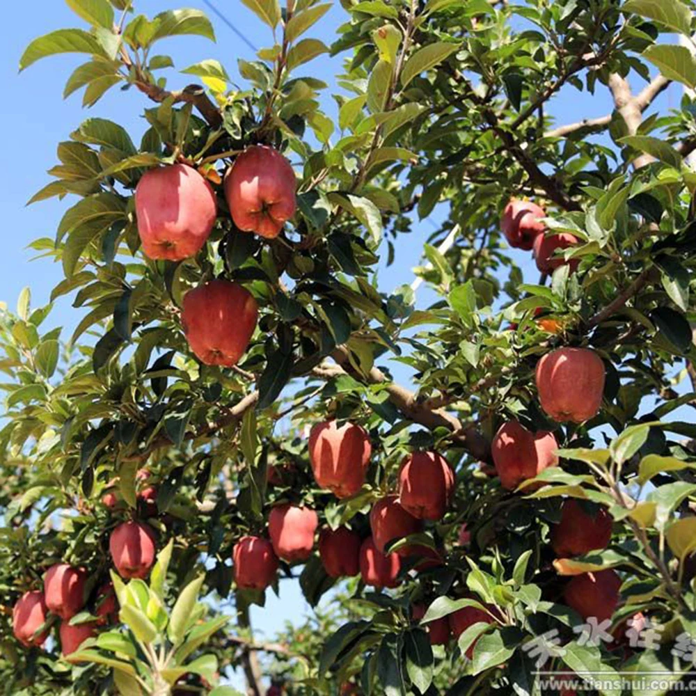 Best Price Exporter Fresh Fruit Huaniu Apple