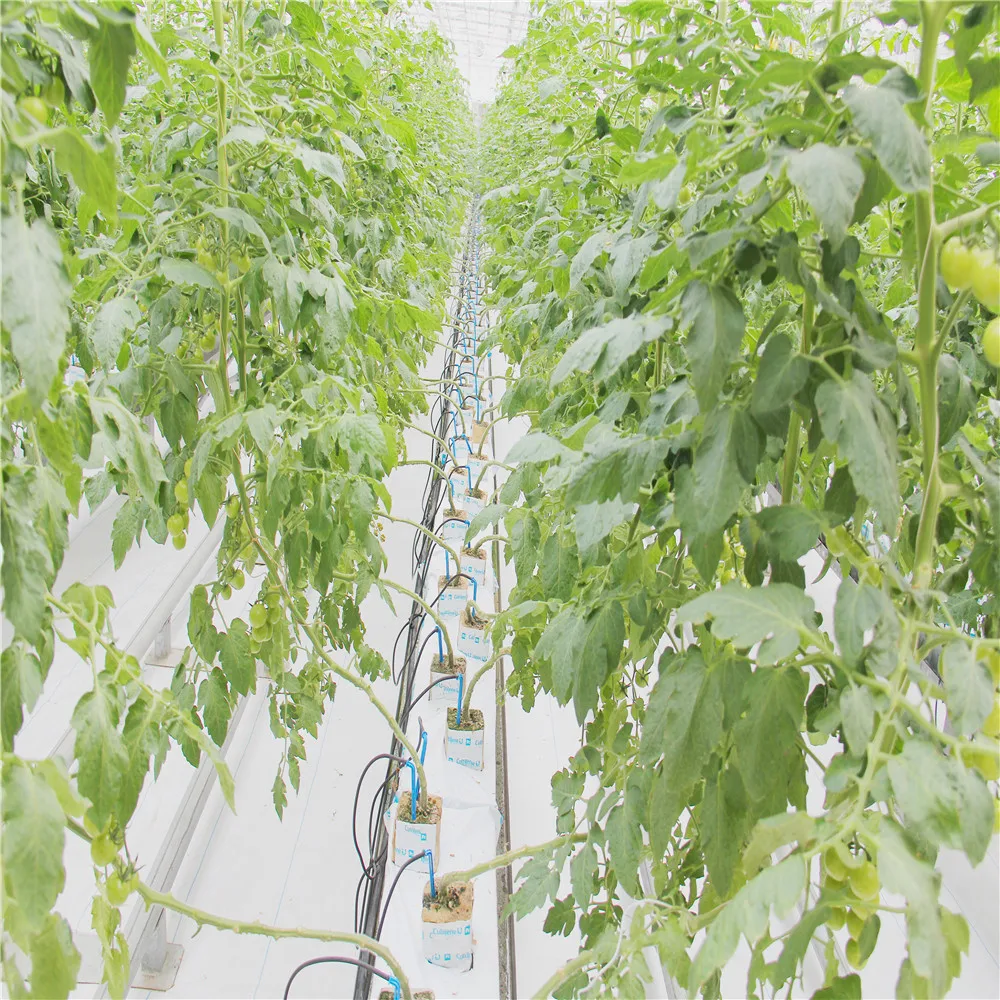 Tomato Growing Greenhouse