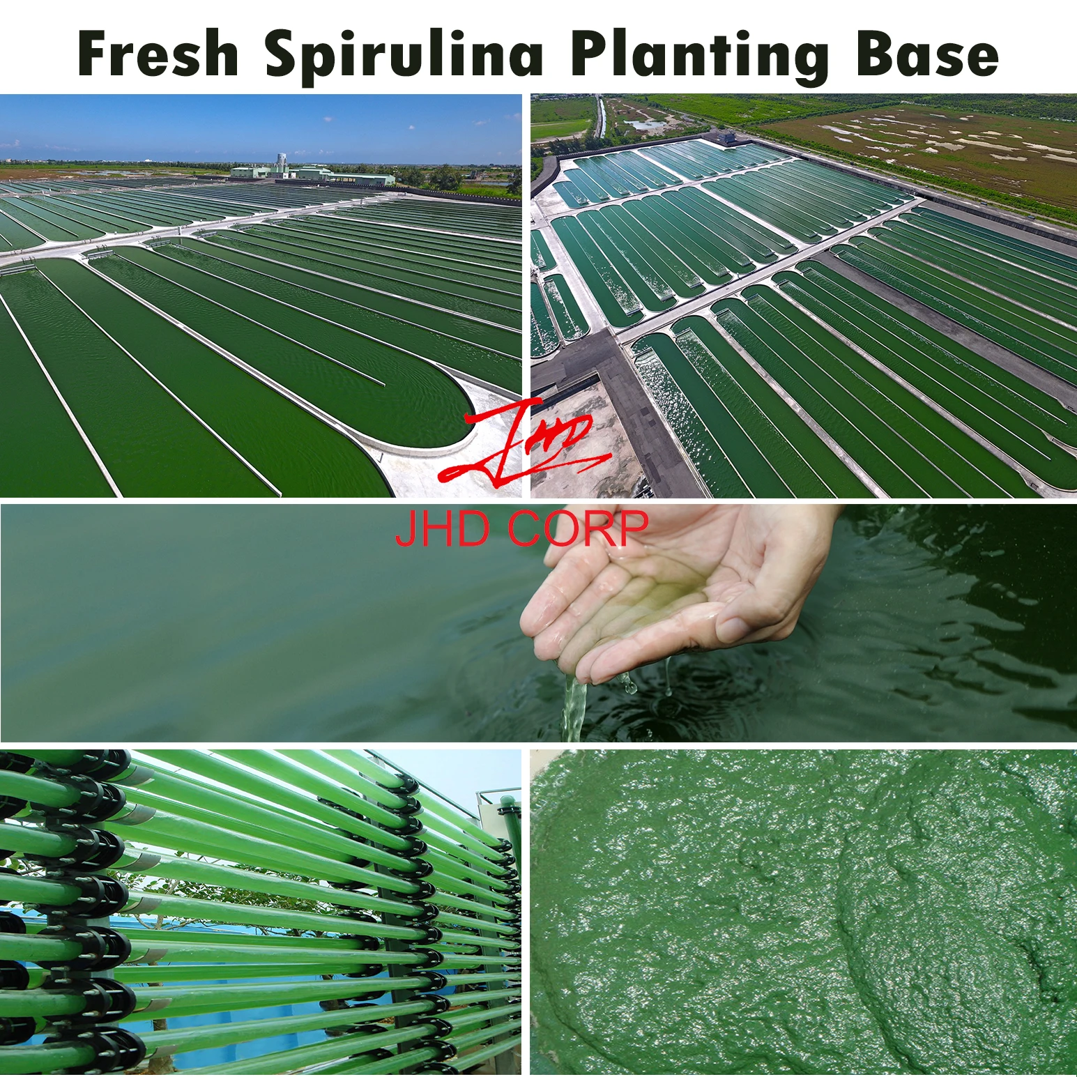 USA / EU Warehouse 250mg/500mg Halal Organic Spirulina Powder Tablets In Bulk