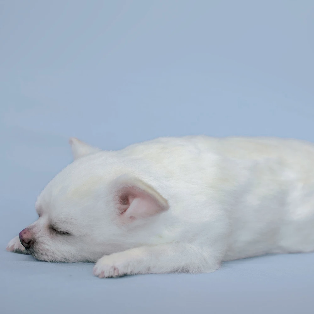 Custom Clone Dog 3d Model Simulation Animal Importer Art Display