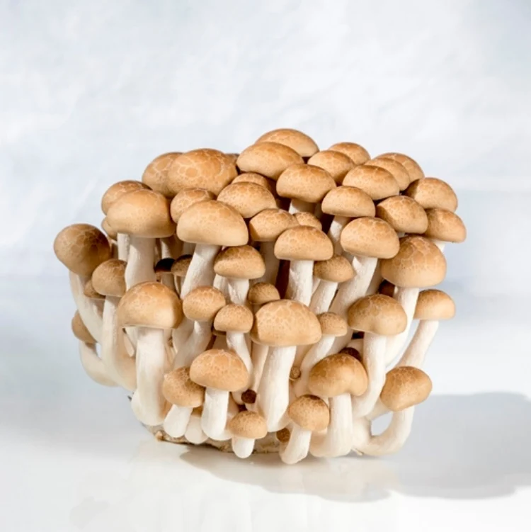 Очень большой завод, бренд Finc, свежий и шиитаке гриб для понижения холестерина