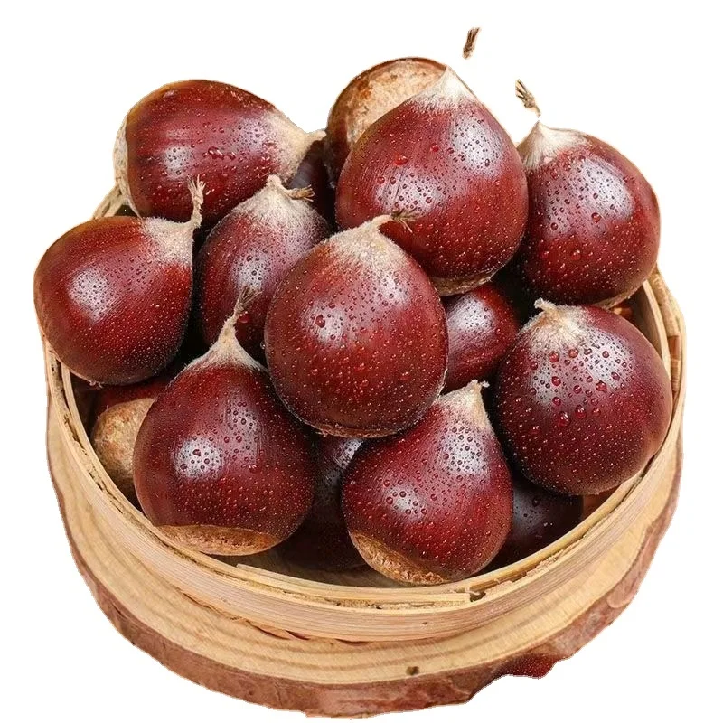 Super Quality Wholesale China Sweet Chestnut in Mesh Bag
