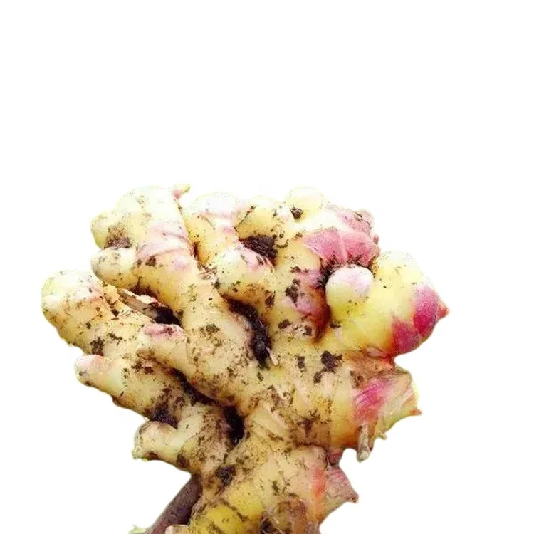 Supplier Lowest Price Bulk Agriculture Natural Mature Crops Organic Fresh Ginger