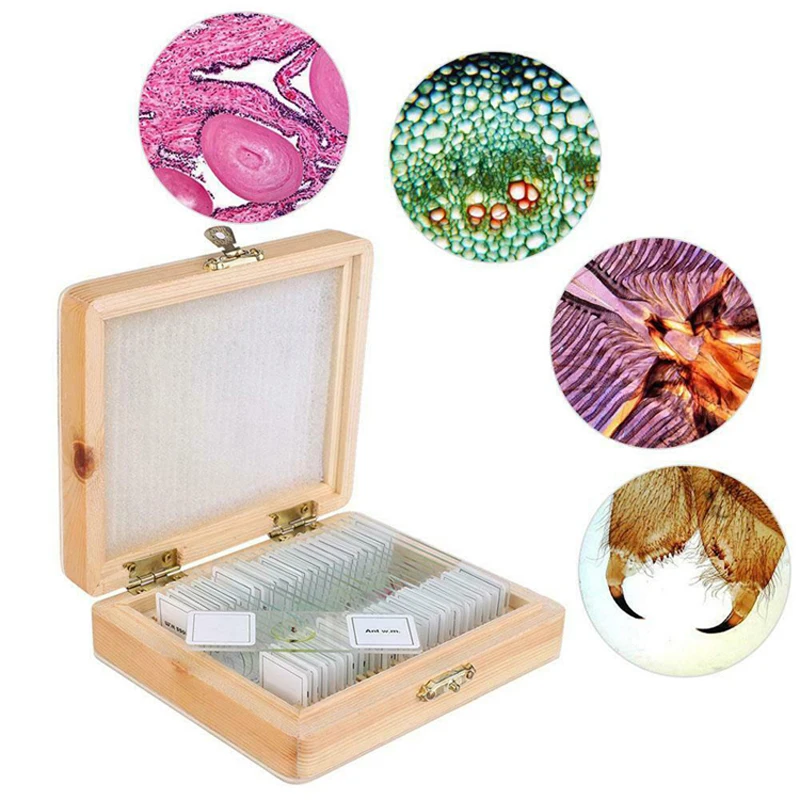 30pcs Bacteriology Microbiology Prepared Glass Microscope Slides Set For Medical Research