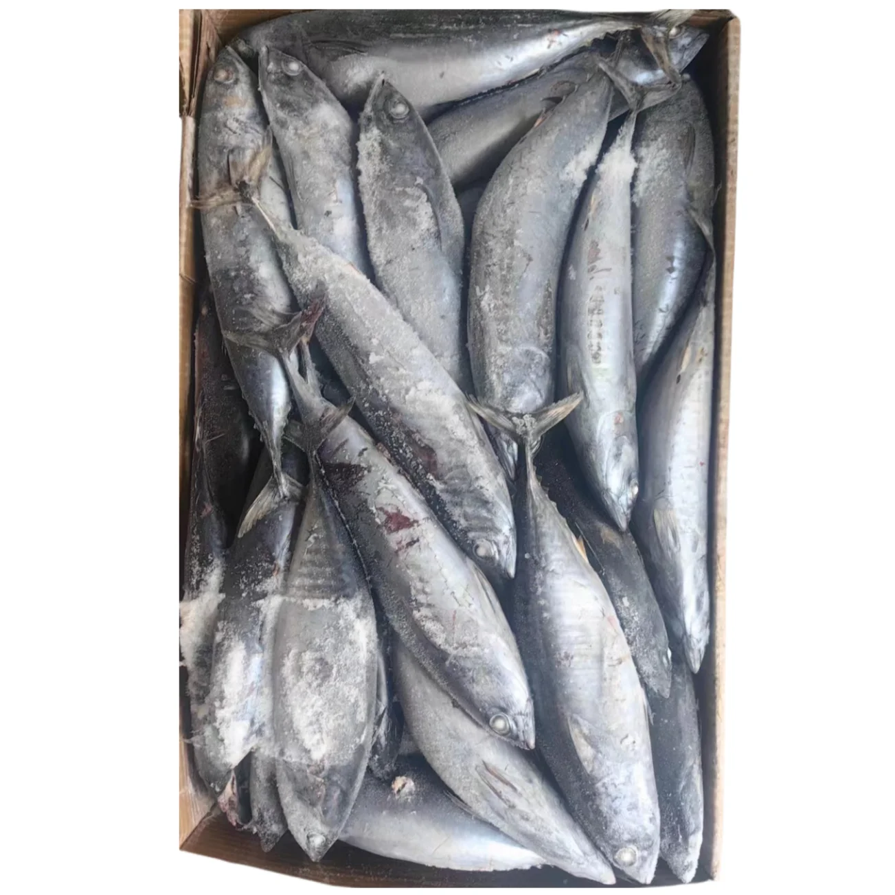 Premium Quality Seafood Frozen Bonito Fish for Africa Client