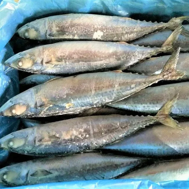 Frozen Swordfish Fresh Live wholesale Sailfish Marlin Swordfish Tuna Fish (Xiphias gladius) swordfish Best Quality Certified