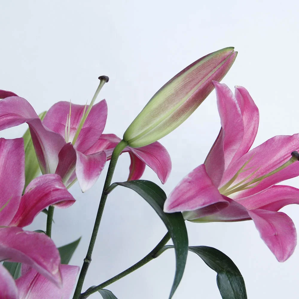 Yunnan Kunming Fresh Cut Flower High Quality Fresh Cut Lily Sino Red Flowers For Florist Decorative Gift