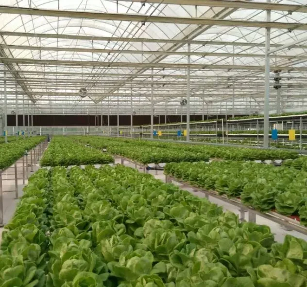 Сельскохозяйственная теплица для гидропонного выращивания салата