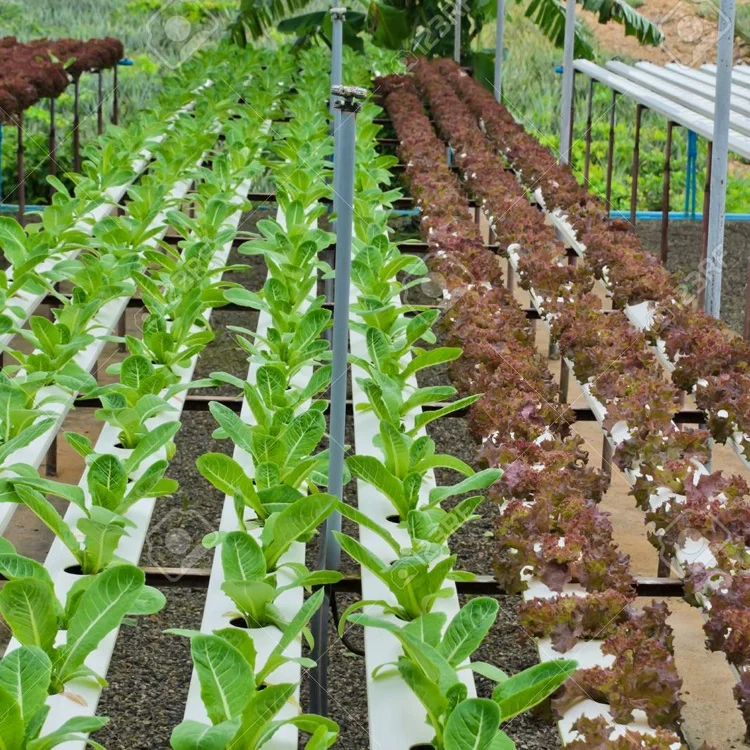 Greenhouse High Quality NFT Tubes Growing System Hydroponic PVC Pipe Vertical Channel for Selling