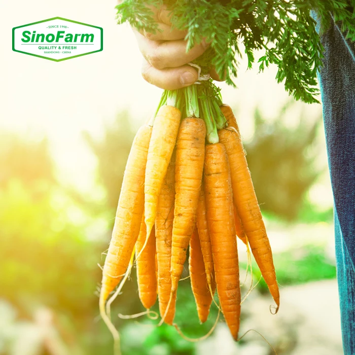 China Fresh Carrot Packed in Carton  Bulk Carrots Export Wholesale Price