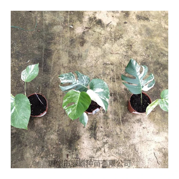 
Wholesale price indoor decorative plant golden Monstera deliciosa plants bonsai 