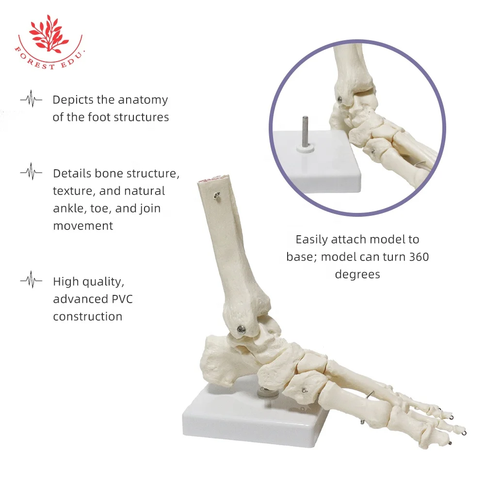 Anatomy Biological Bones Of The Foot Joint Model FRT027-01 PVC Material Foot Skeleton Model Flexible Skeleton Model