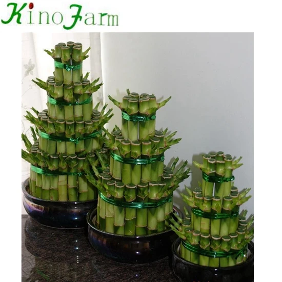 Small 2 Layers Lucky Bamboo