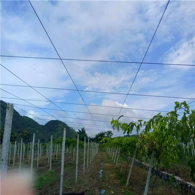 Grape,Kiki,Passion fruit,Dragon Fruit Pull Line 2.2mm Passion fruit planting Plastic steel wire