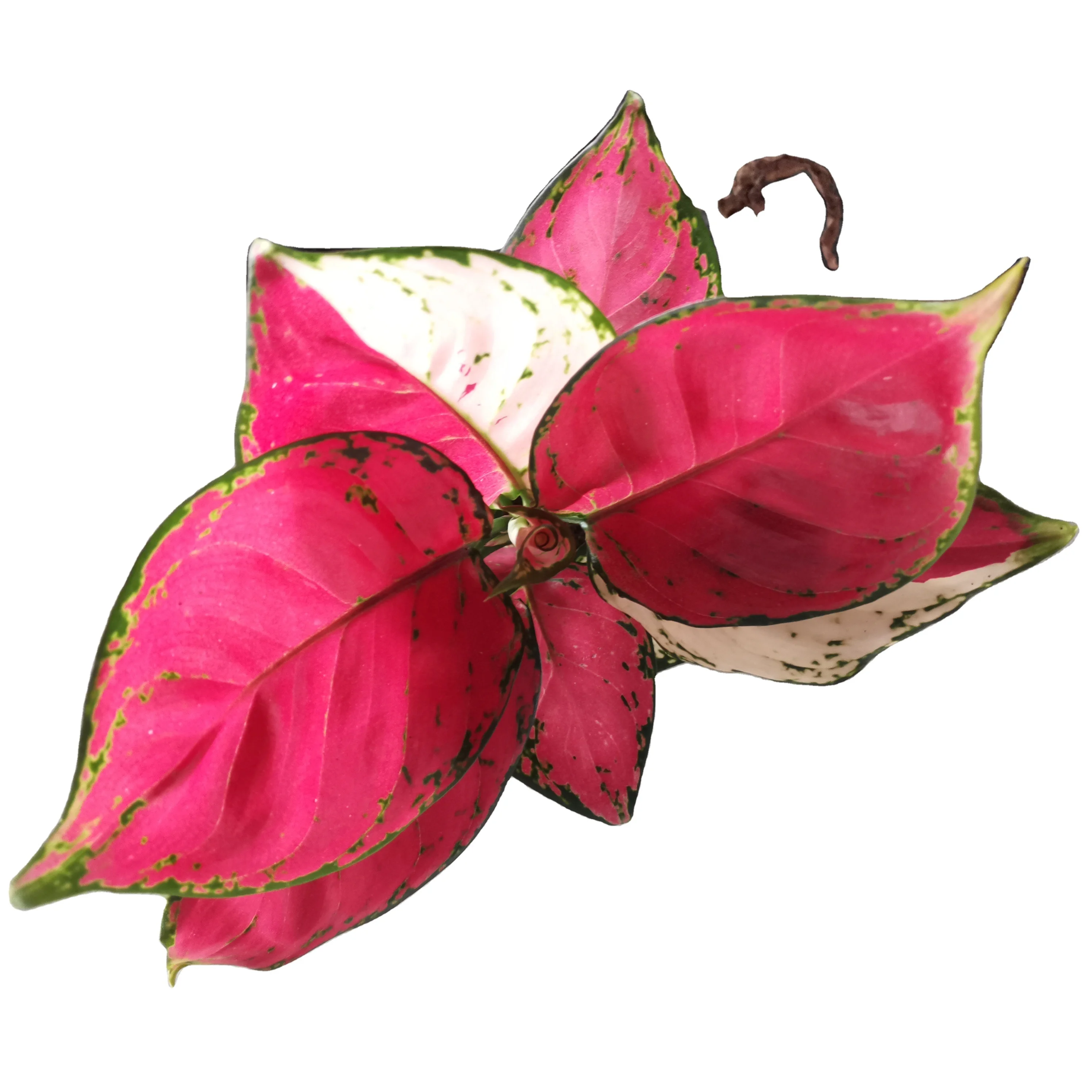 low price Wholesale artificial plants Aglaonema Kimberly hybrid Best seller in the whole world indoor plant
