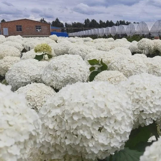 Hot sale Dried Flower Real Plants Preserved Home Decoration Weeding Stabilized Natural Eternal Hydrangeas Forever Flowers