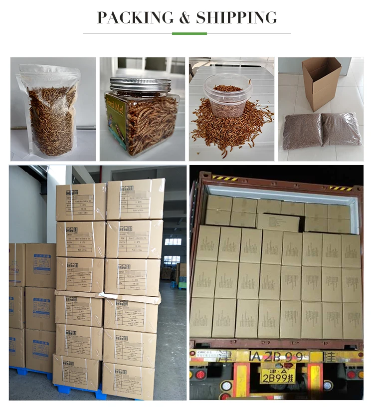 High protein dried maggot microwave dried black soldier fly larvae dried bsf for animal feed