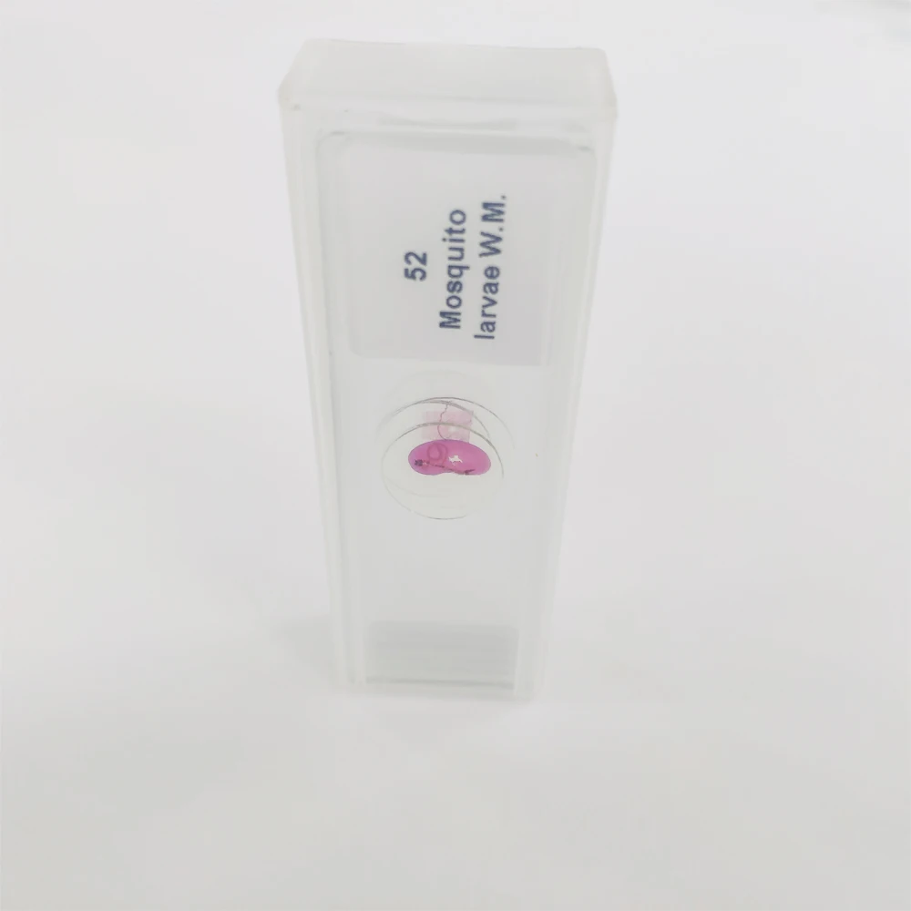 pathological parasitic microscope slide set for medical education research