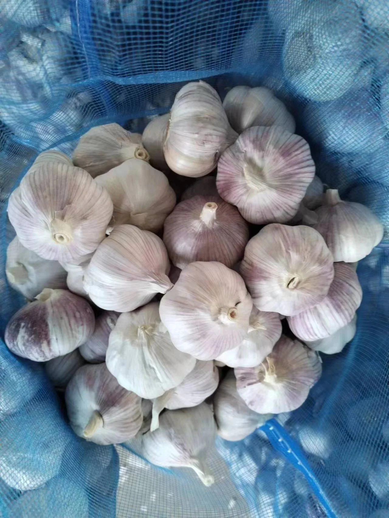 Fresh red garlic crop and bulb 4p garlic exporter
