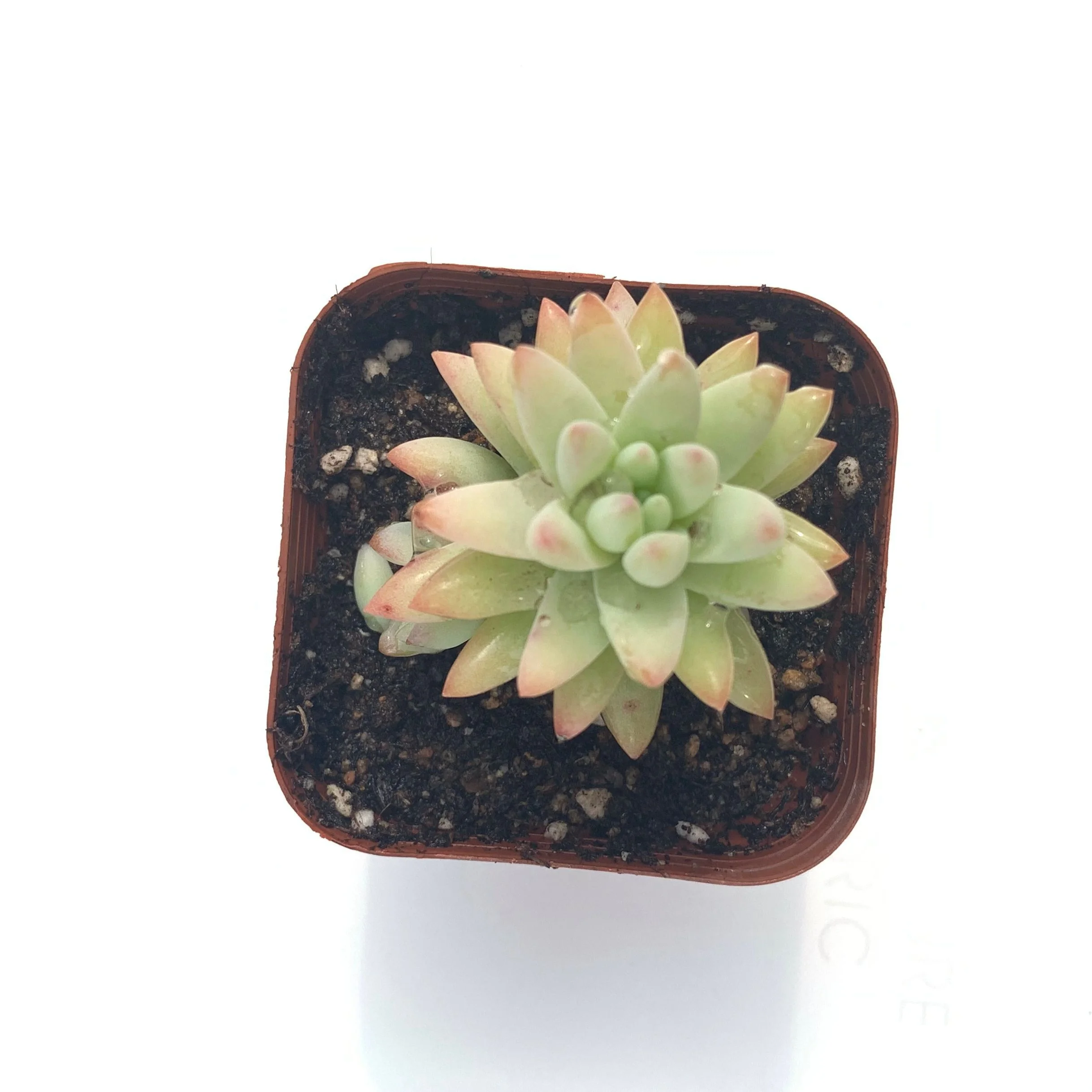 
wholesale New design Haworthia cooperi Baker farming succulent plants for Home and Office Decor 