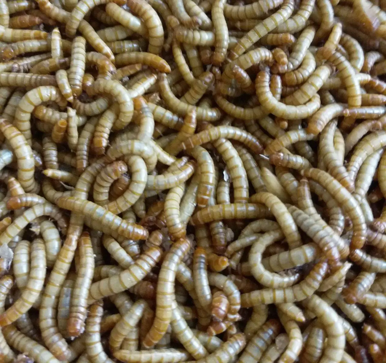 natural material popular pet food dried mealworms protein powder