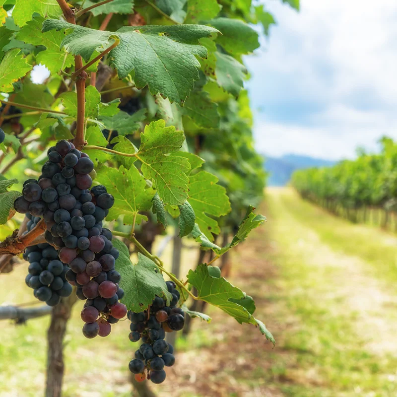 Высшее качество Сделано в Италии Pinot Noir Sauvignon Blanc сверкающее белое вино 6 шт. * коробка