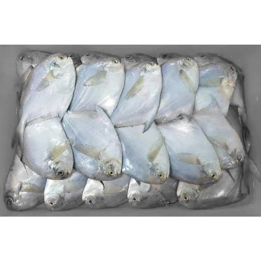 Замороженный белый Помфрет 300/400 замороженный белый Помфрет 300/400 замороженный Серебряный Помфрет цена