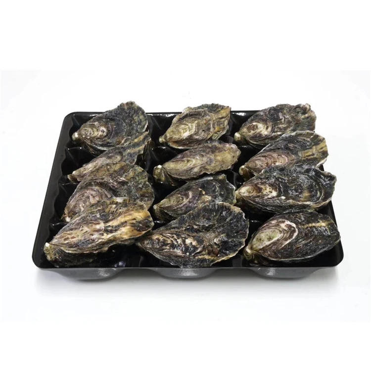 Good Quality Frozen Good Price Stable Supply Aquaculture Live Oyster For Sale