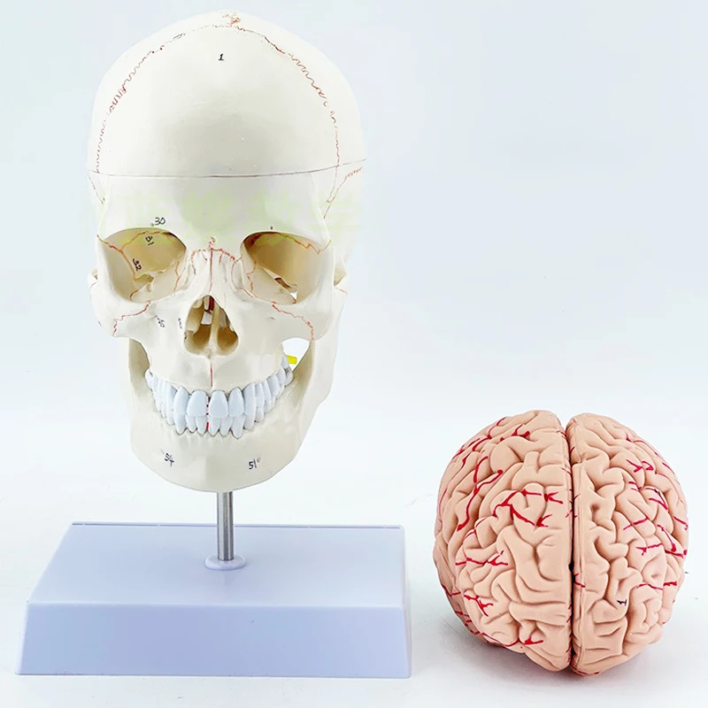 medical science Multi Purpose Can Be Disassembled Advanced Life-size Skull with Colored Bones Model