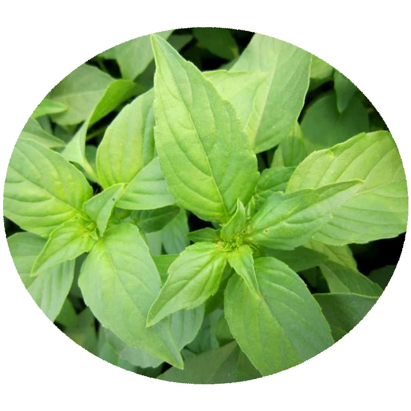 Лидер продаж, семена какарии Qingfeng Nepeta для выращивания хорошего вкуса, семена овощей