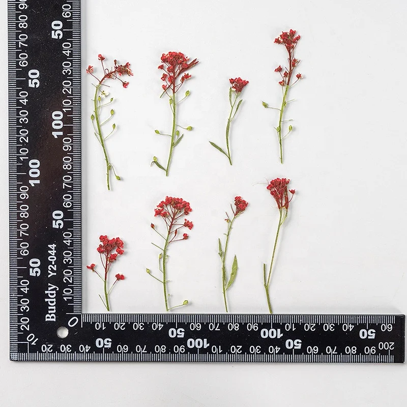 Wholesale dried Lobularia maritima embossed sweet alyssum pressed flower for DIY Phone Case Nail Art Jewelry Postcard decoration