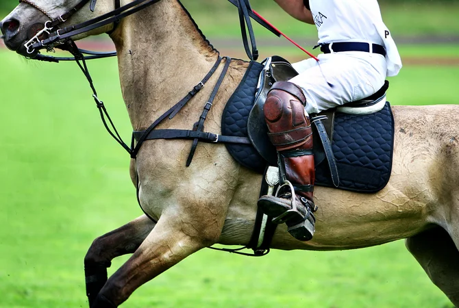 VayLong riding horse band horse care racing accessories bit belt wearable health trackers chest strap heart rate monitor sensor