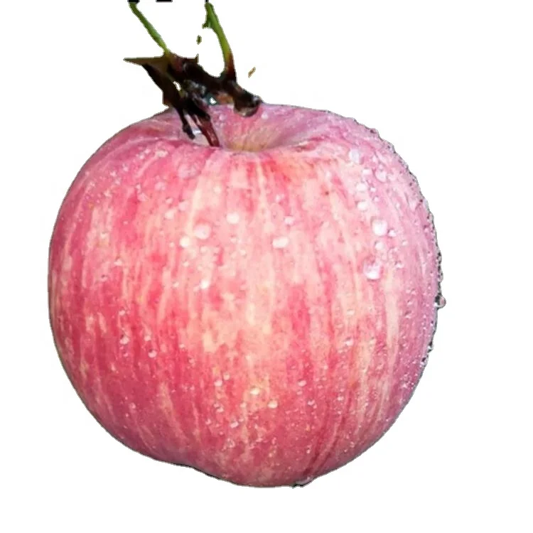 
Hot sale top quality apple seedlings fruit tree seeds fruit plants apple seedling 