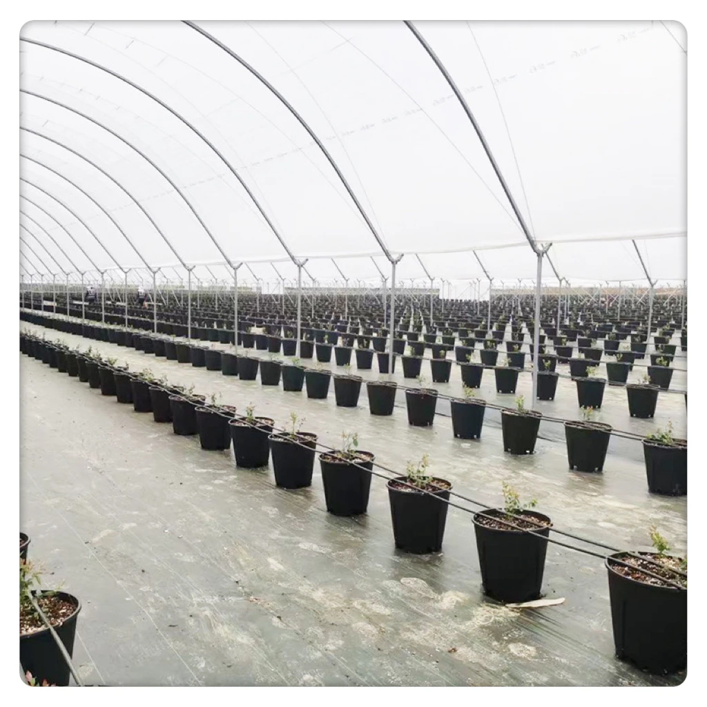 Wholesale Simple Installation Farm And Garden Greenhouses Rain Shelter Greenhouses