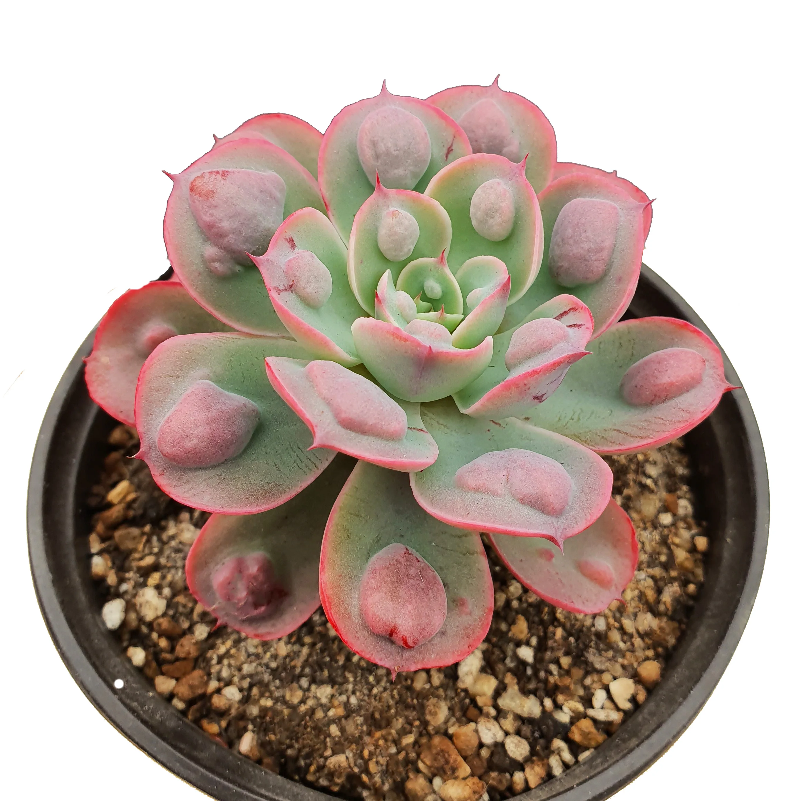 
Best wholesale selling Succulent plant Echeveria Rain Drops indoor live plants for home decor 