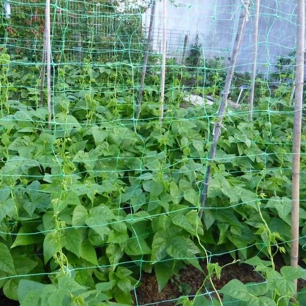 Пластиковый hdpe плетение шпалеры посадка растения Фрукты поддержки завода дополнительной сетчатой нижней юбкой для
