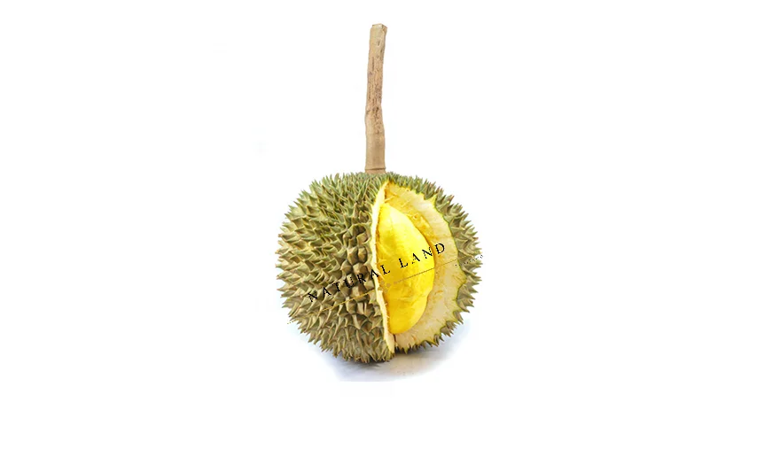 HIGH QUALITY FROZEN DURIAN MONTHONG THE GREATEST TASTE AND PREMIUM QUALITY