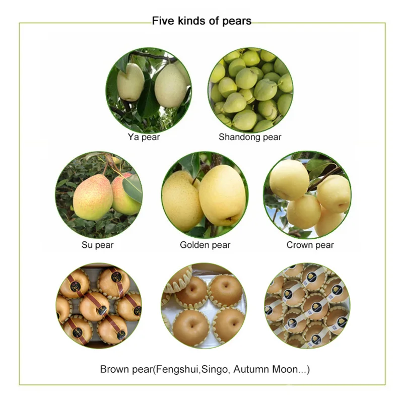 New Season Asian Pear Fruits /Fresh Chinese Yellow Ya Pear/Fresh Crown White Pear Fruit For Sale With Cheap Price