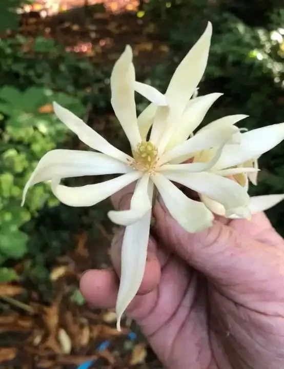 top quality pure michelia alba flower extract essential oil