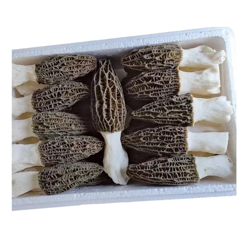Yang du jun wholesale Wild fresh morchella morel mushrooms wholesale price