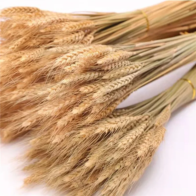 Hot Selling High Quality Natural Dried Wheat Grain Stalks Flowers For Wedding Home Kitchen Table Craft Decoration
