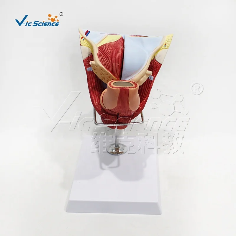 Male reproductive organ structure model with base anatomical model of human body medical model anatomical teaching