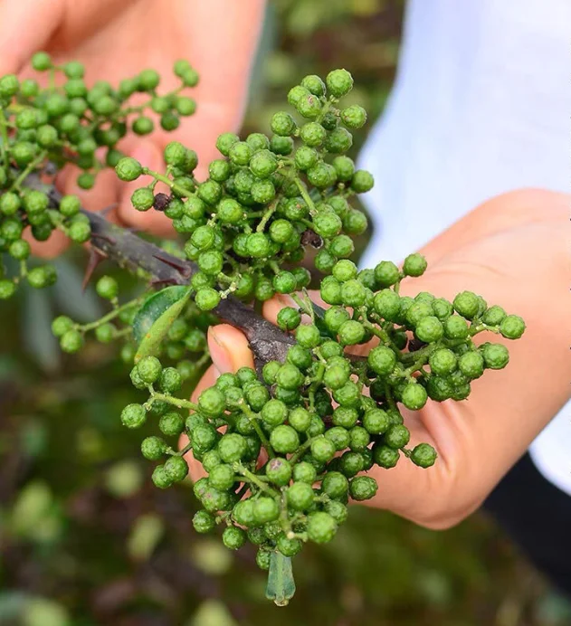 Rattan pepper Wholesale Top Sale Guaranteed Quality Raw Green Chinese Prickly Ash
