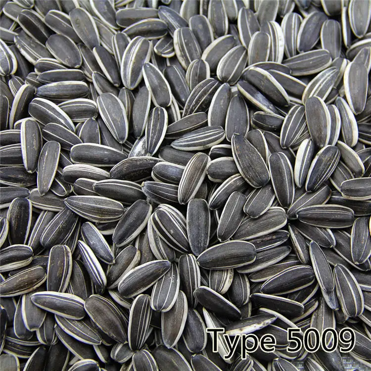 Wailitong New Crop 361 363 601 Raw Giant Sunflower Seeds Dried sunflower seeds 500g Black White Stripe Graines De Tournesol